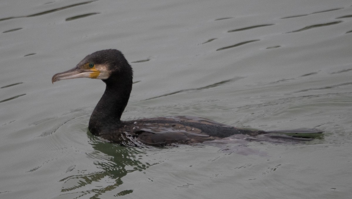 Great Cormorant - ML647173708