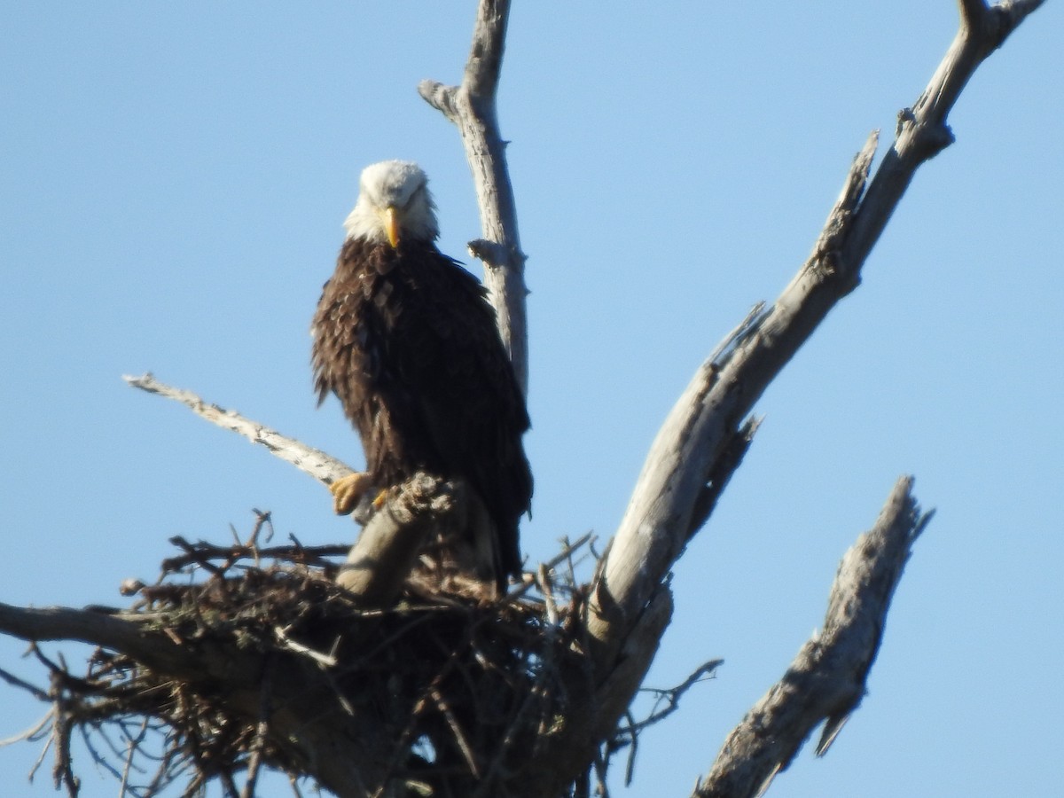 Bald Eagle - ML647173710