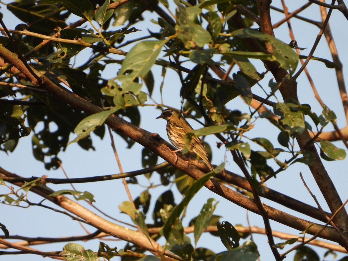 Olive-backed Pipit - ML647173714