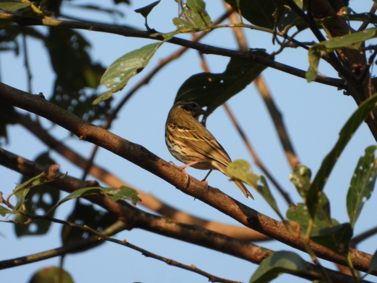 Olive-backed Pipit - ML647173715