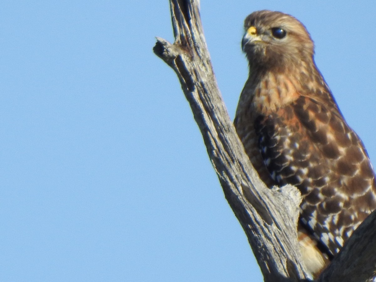 Red-shouldered Hawk - ML647173722