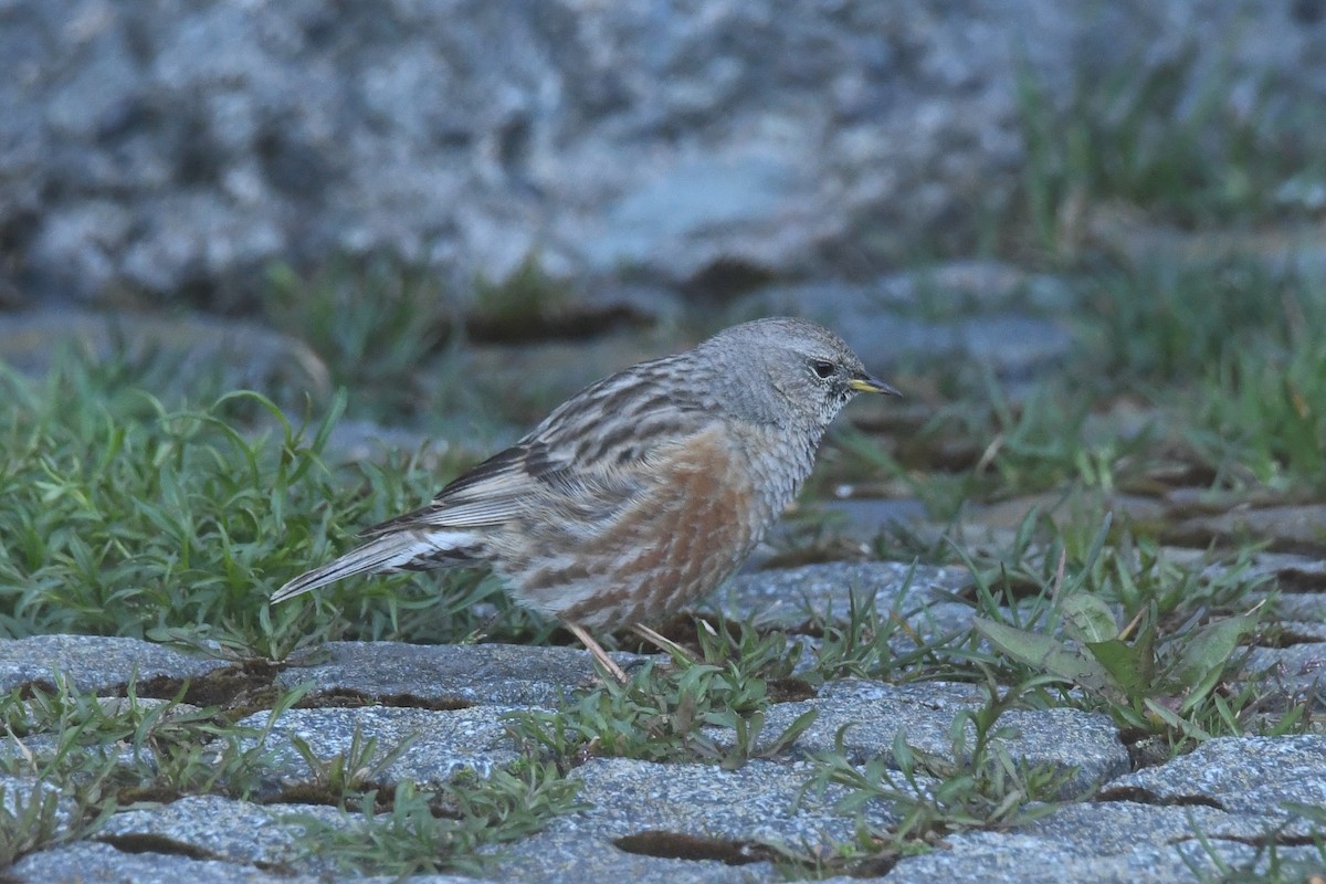 Büyük Dağbülbülü - ML647173727