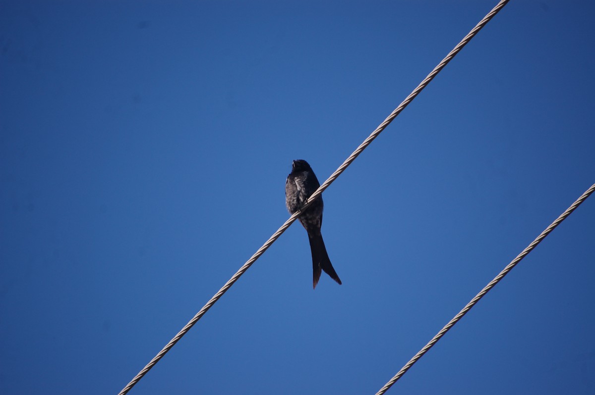 drongo černý - ML647173729