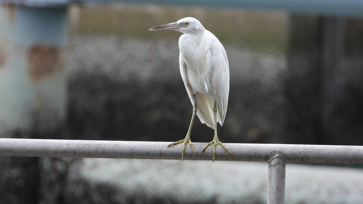 Восточная рифовая цапля - ML647173755