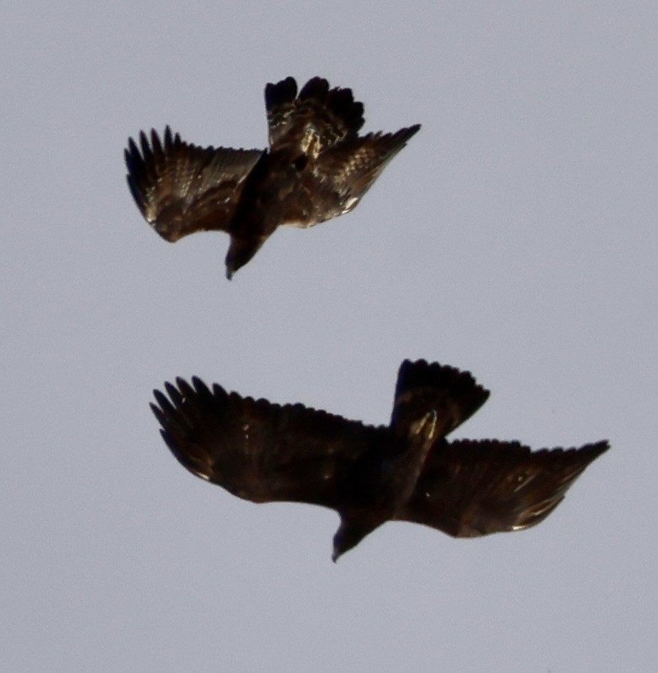 Golden Eagle - ML647173761