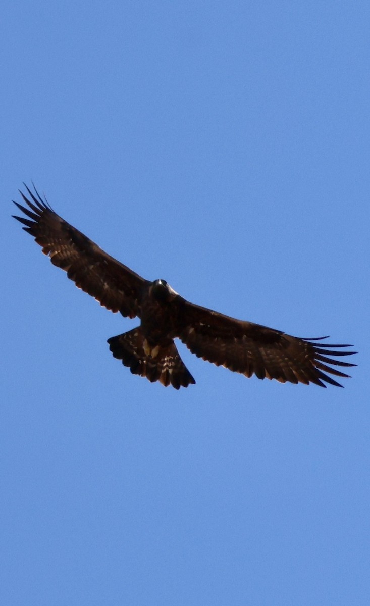 Golden Eagle - ML647173762