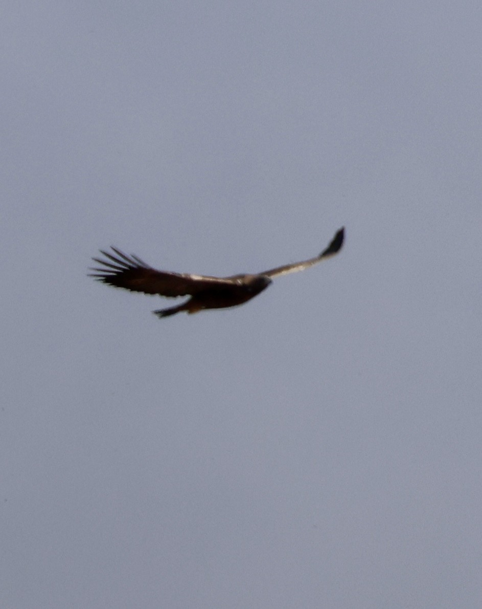 Golden Eagle - ML647173763