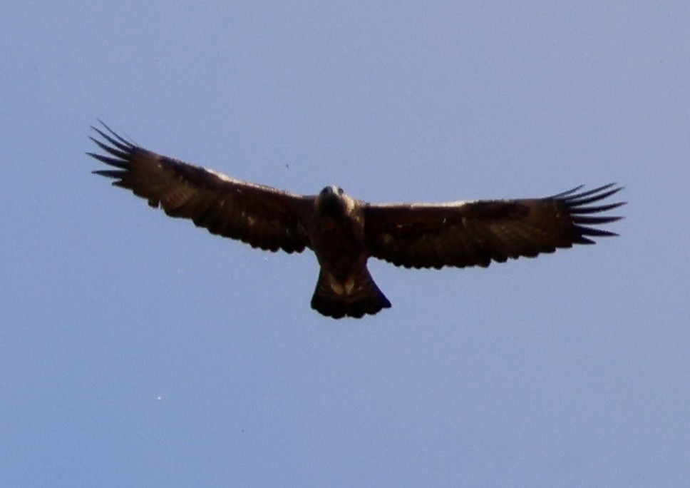 Golden Eagle - ML647173764