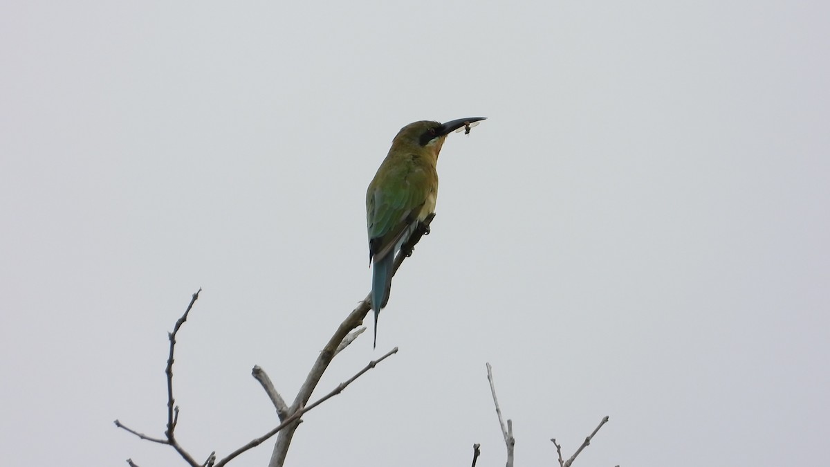 Синехвостая щурка - ML647173769