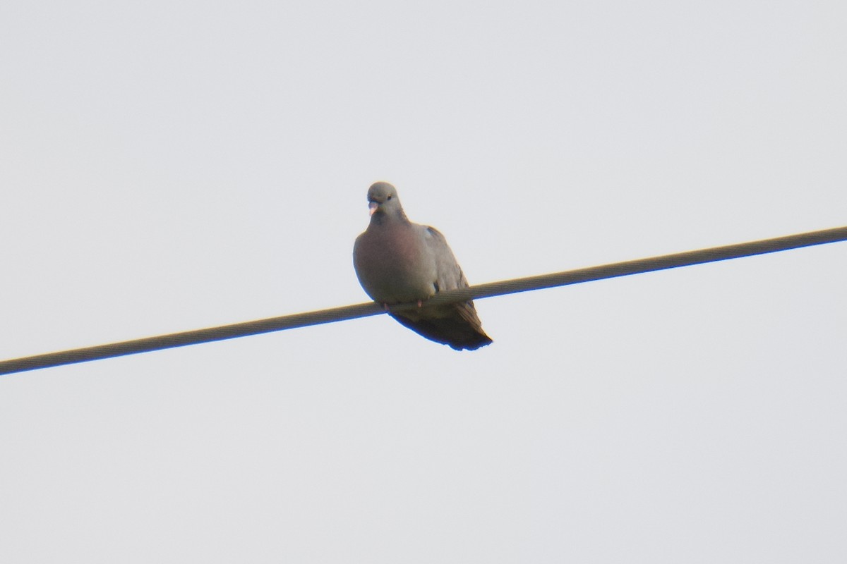 Stock Dove - ML647173774