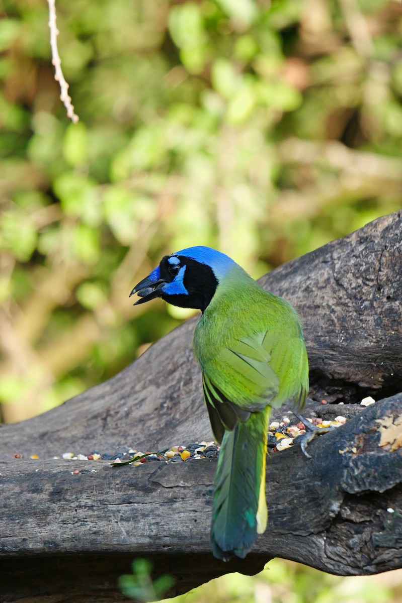 Green Jay - ML647173778