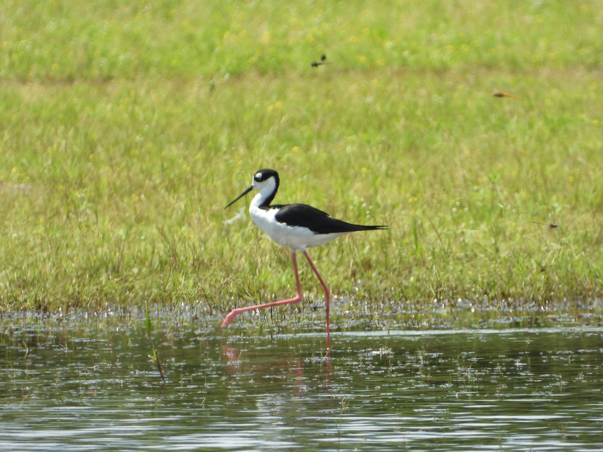Black-necked Stilt - ML647173782