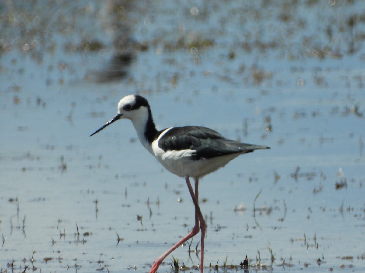 Black-necked Stilt (White-backed) - ML647173784