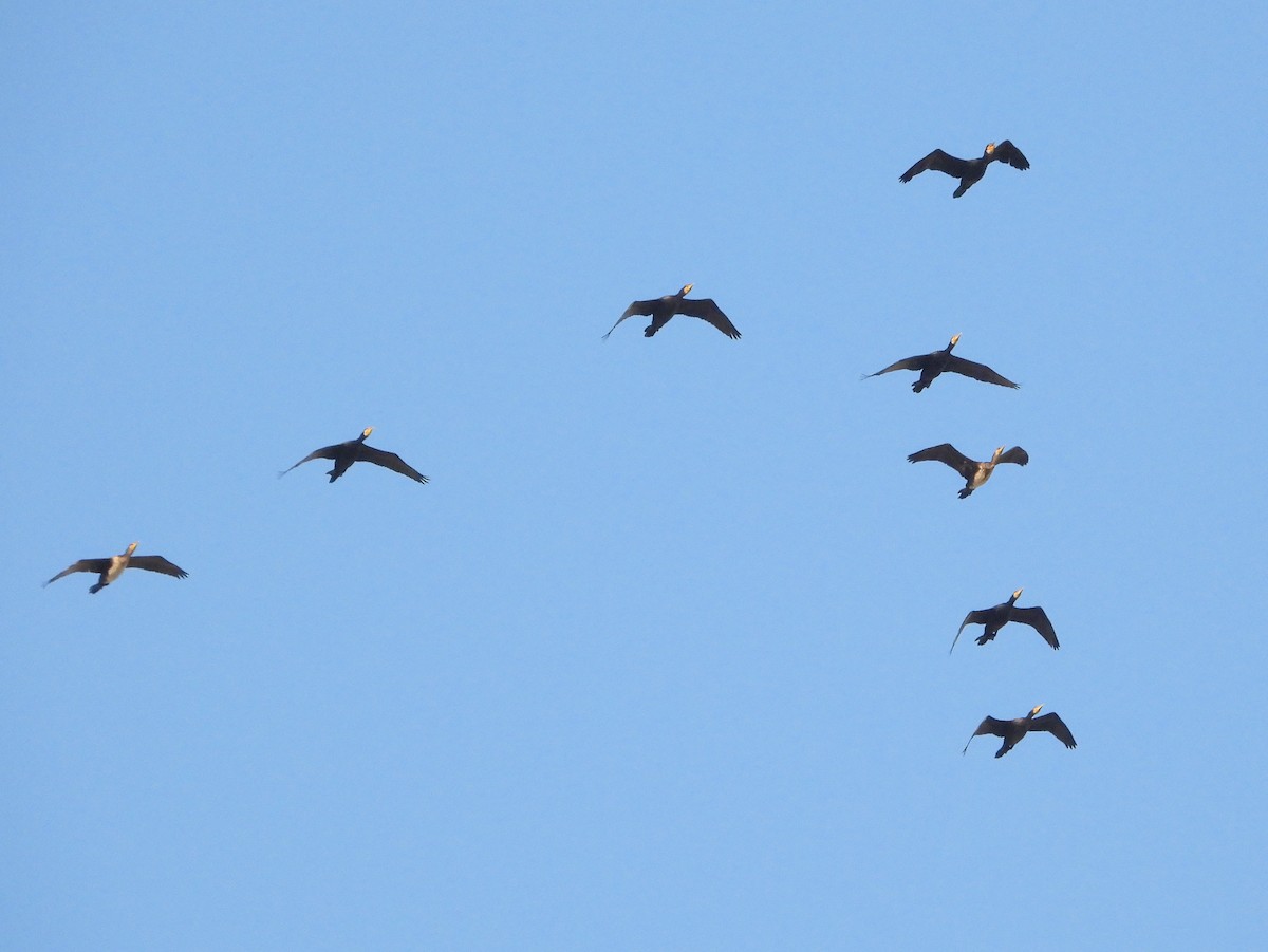 Great Cormorant - ML647173794