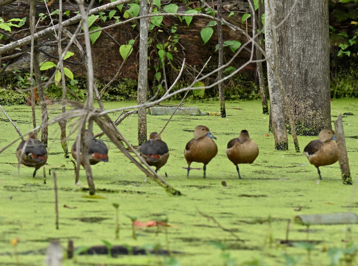 Малая древесная утка - ML647173802