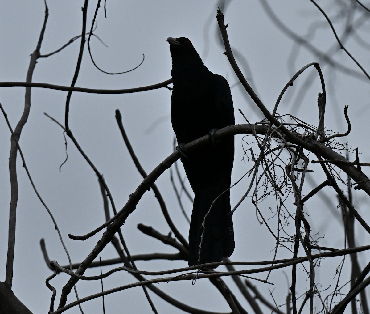 Коэль - ML647173809