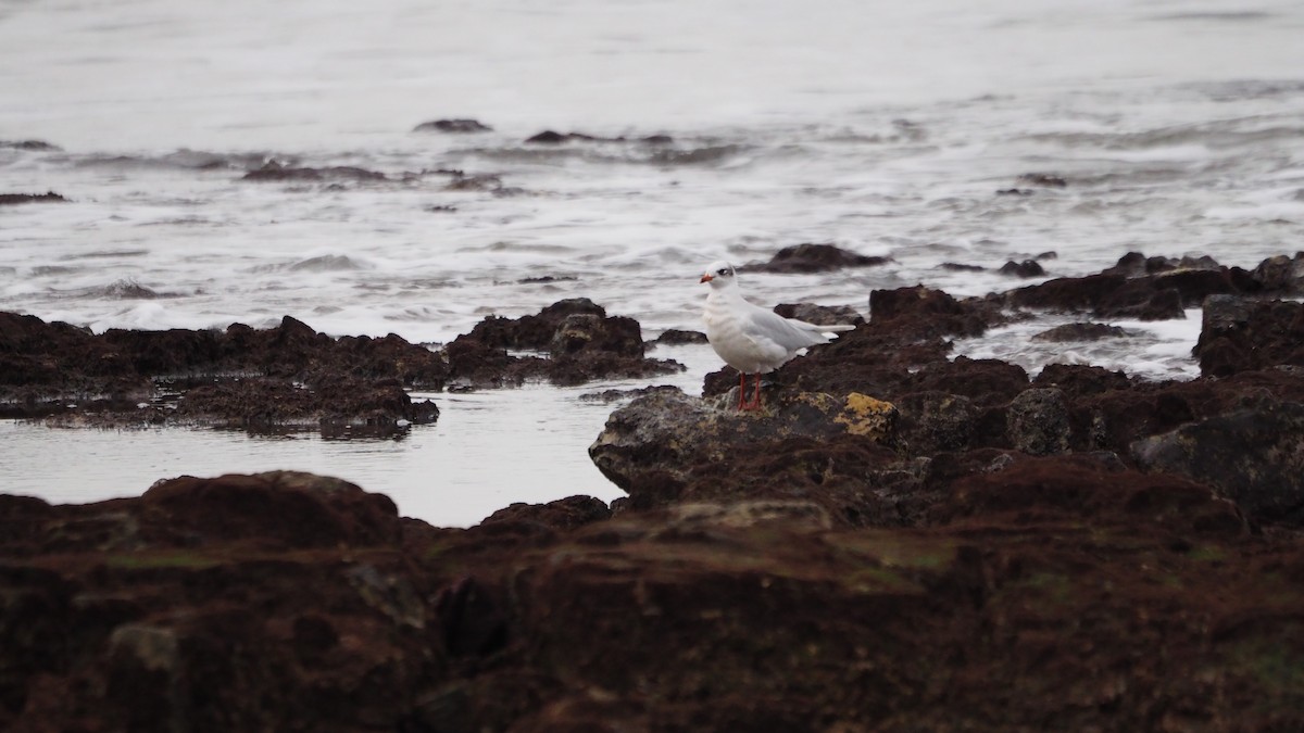Mediterranean Gull - ML647173810