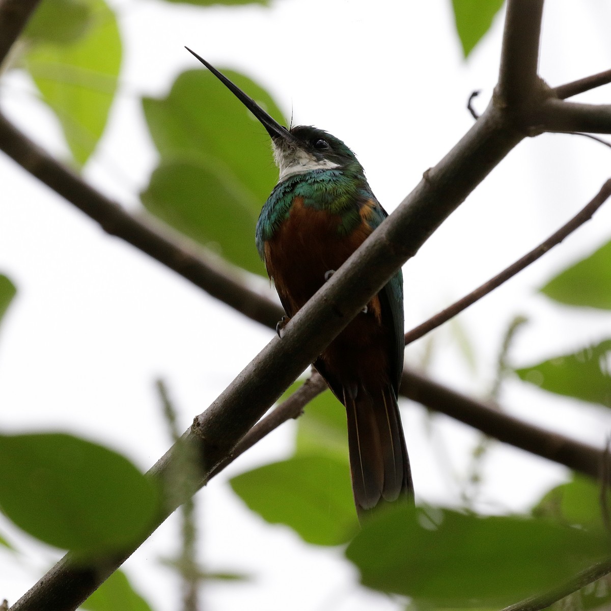 Rufous-tailed Jacamar - ML647173811