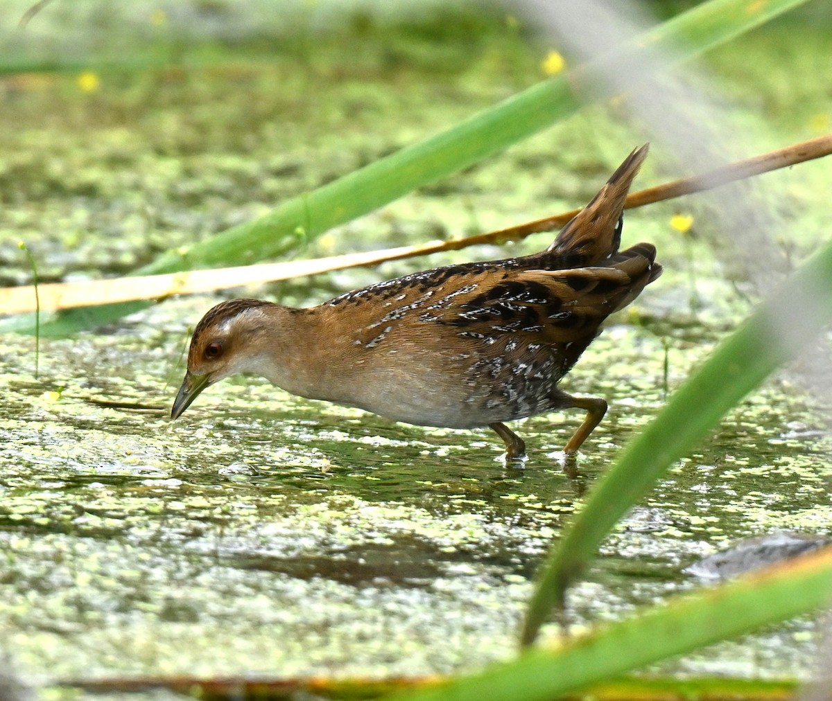 Погоныш-крошка - ML647173814