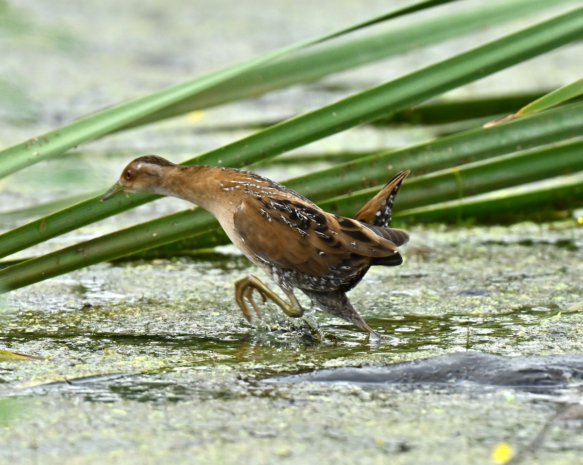 Погоныш-крошка - ML647173815