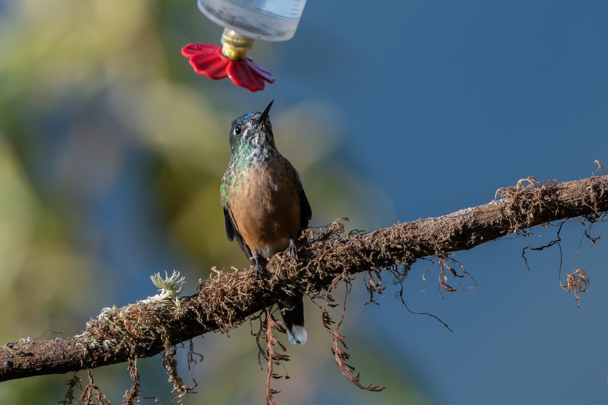 Long-tailed Sylph - ML647173816