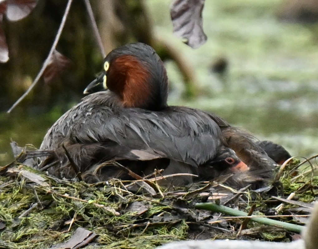 Малая поганка - ML647173829