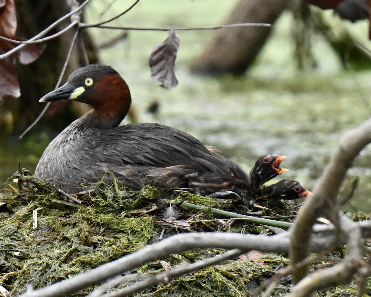Малая поганка - ML647173830