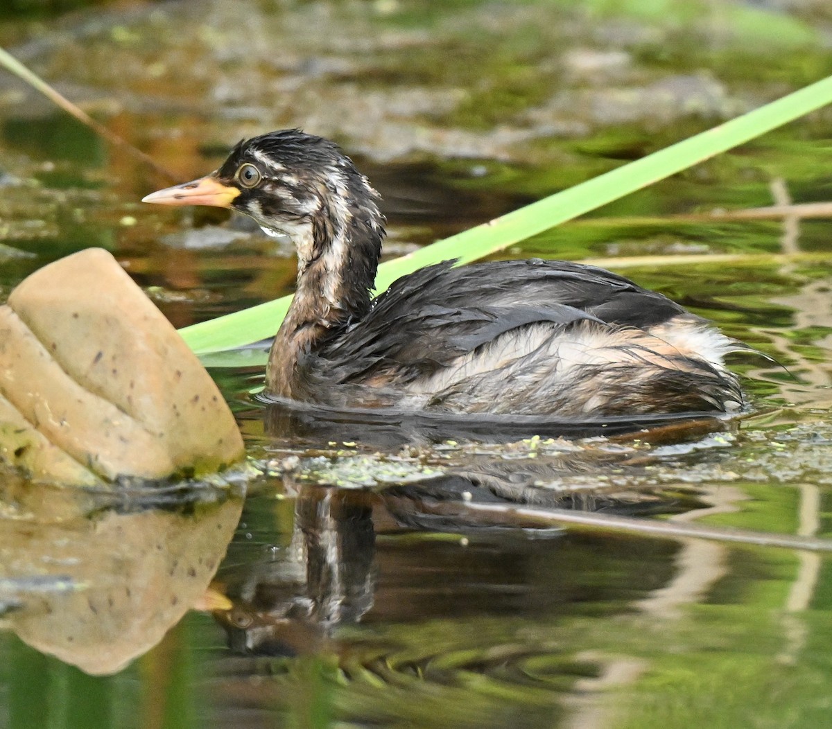 Малая поганка - ML647173831