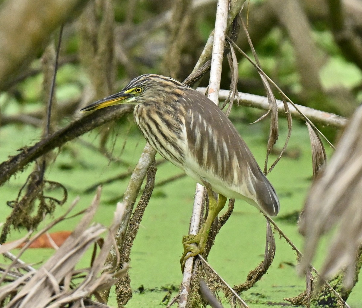 Ardeola sp. - ML647173833