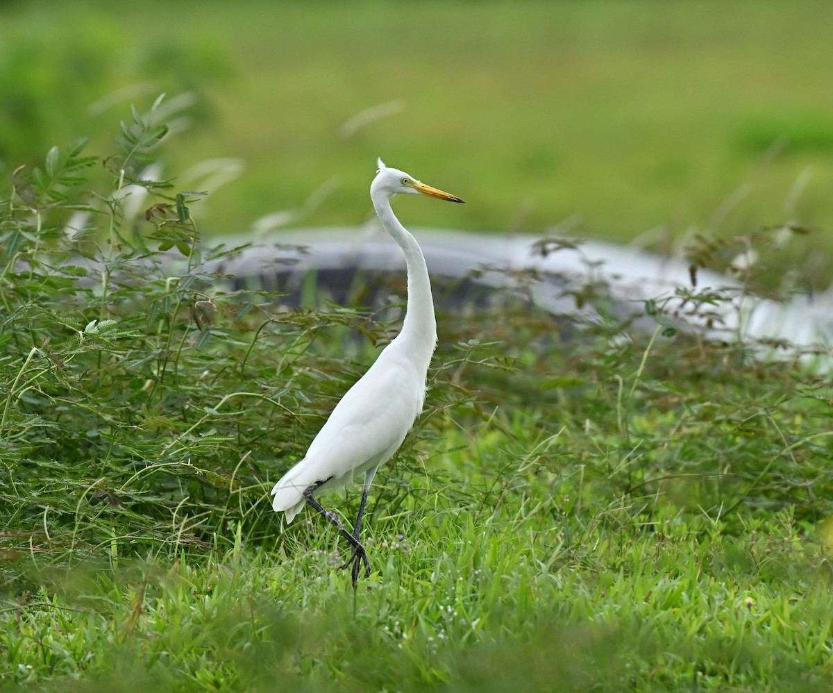 Большая белая цапля - ML647173835