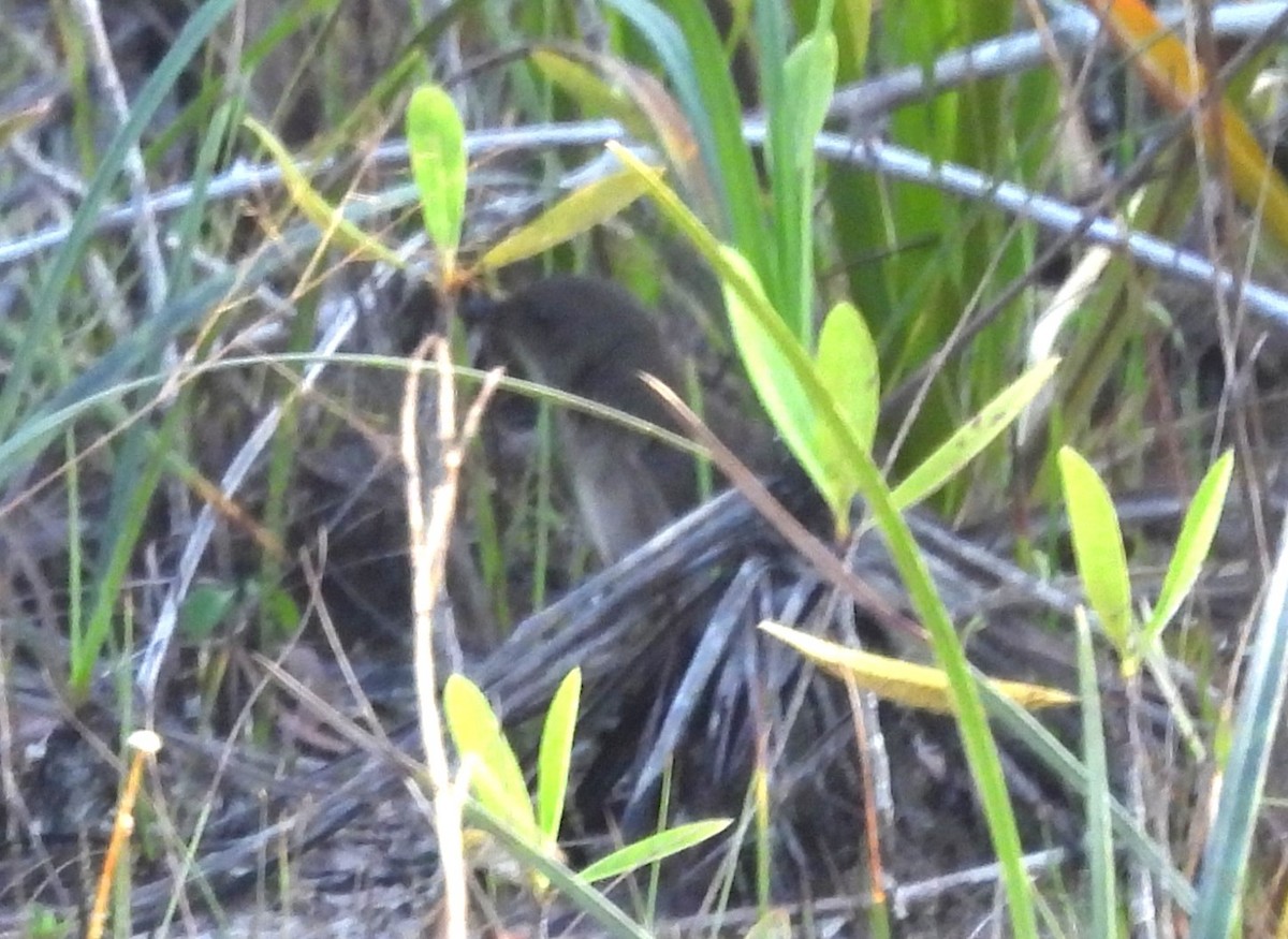 Дрізд кампінаський - ML647173837