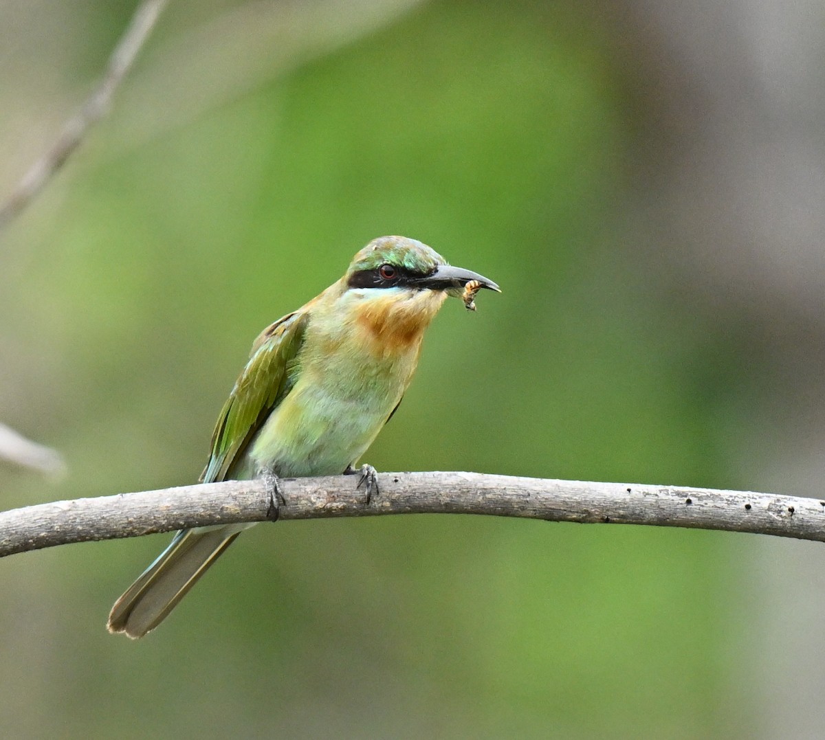 Синехвостая щурка - ML647173841