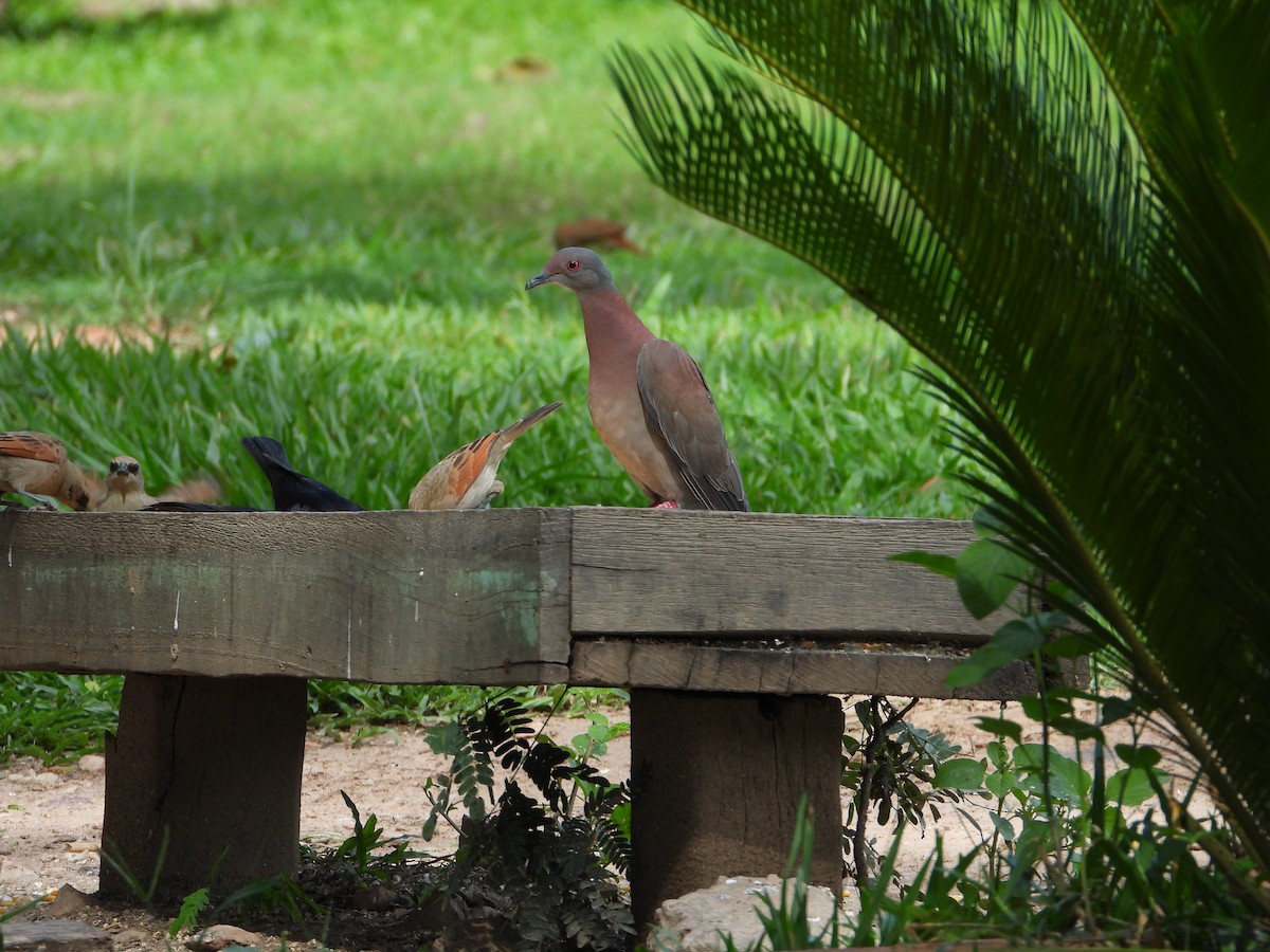 Pale-vented Pigeon - ML647173848