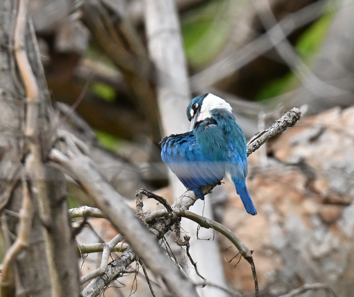 Воротничковая альциона - ML647173850