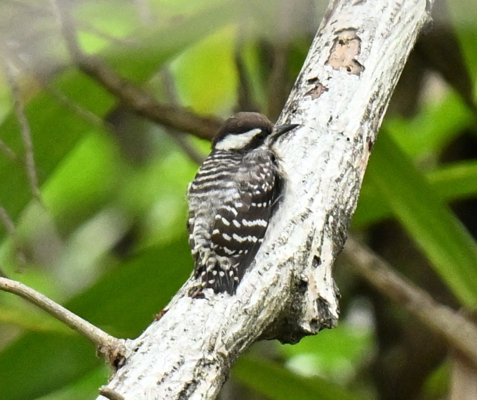 Зондский острокрылый дятел - ML647173857