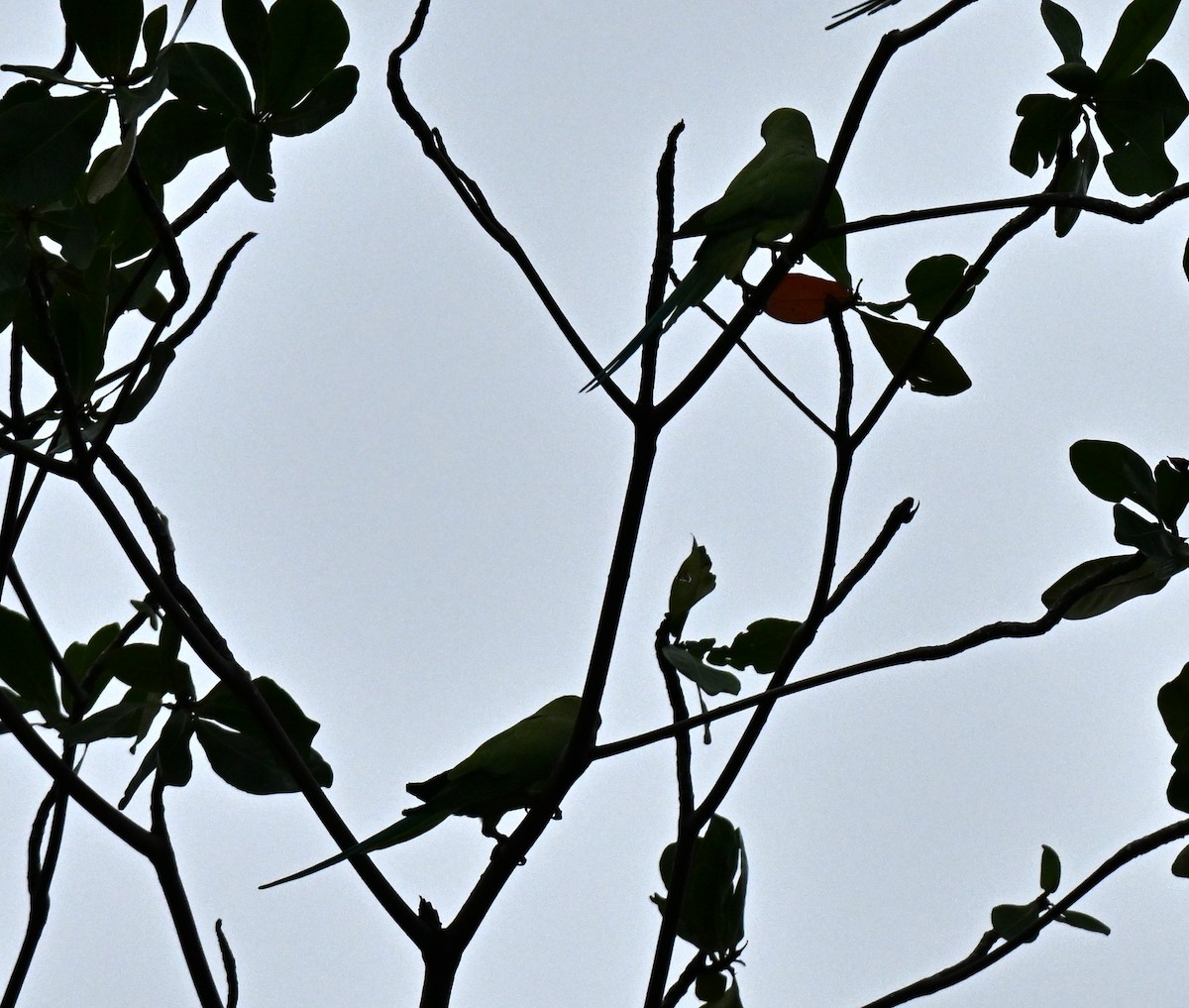 Попугай Крамера - ML647173861