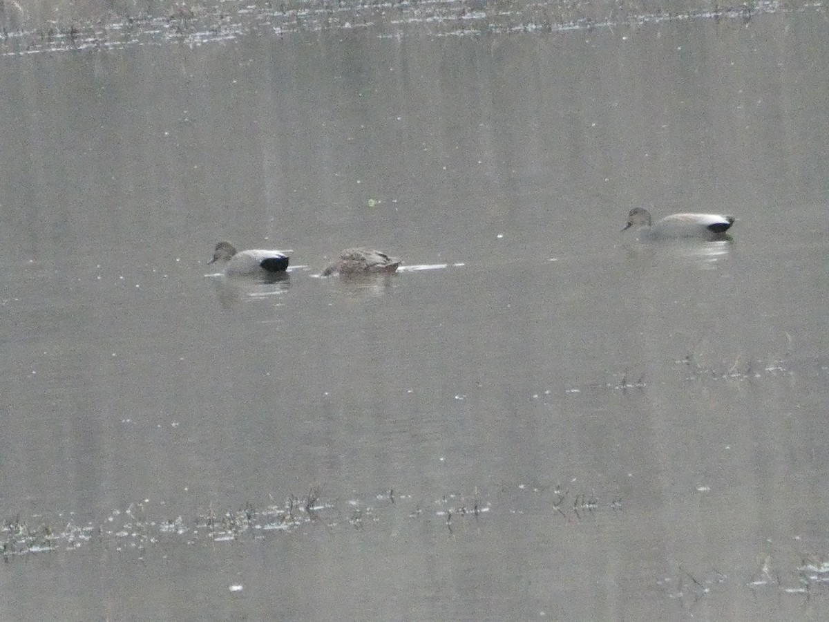 Gadwall - ML647173863