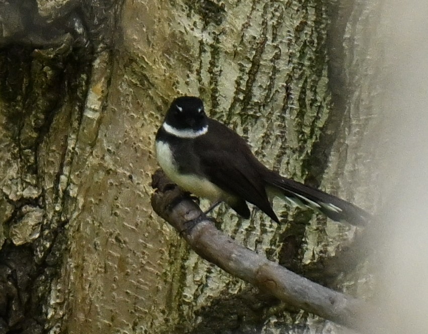 Ошейниковая веерохвостка - ML647173866