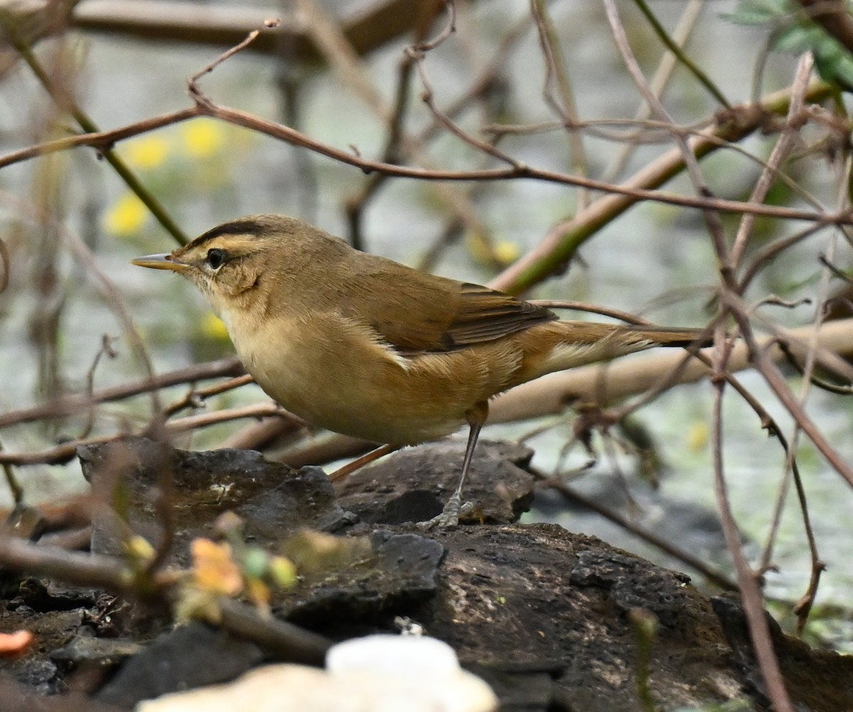 Пестроголовая камышевка - ML647173869