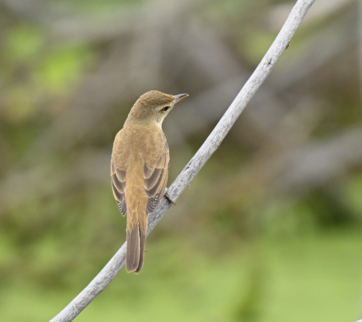 Восточная дроздовидная камышевка - ML647173877