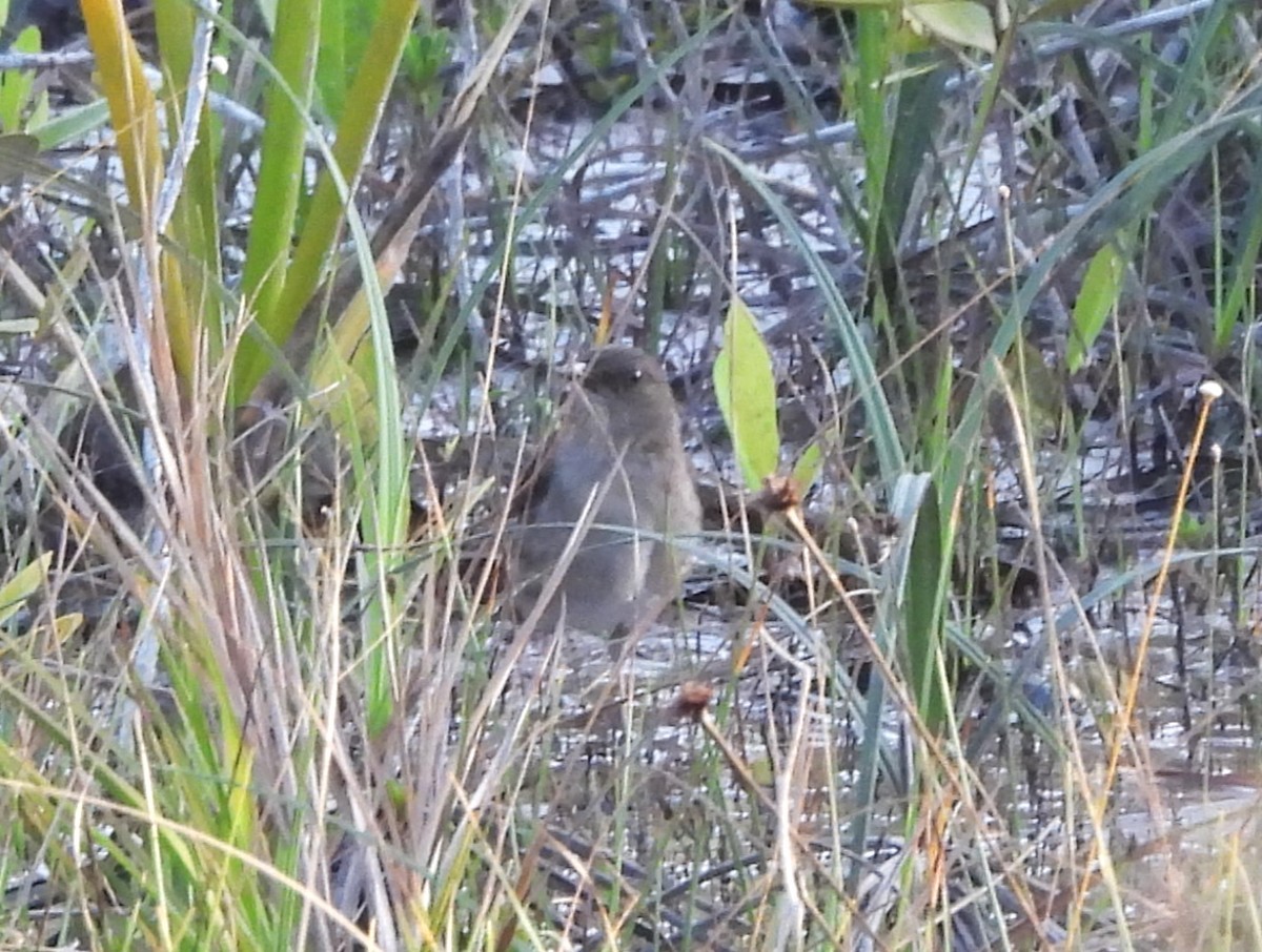 Дрізд кампінаський - ML647173879