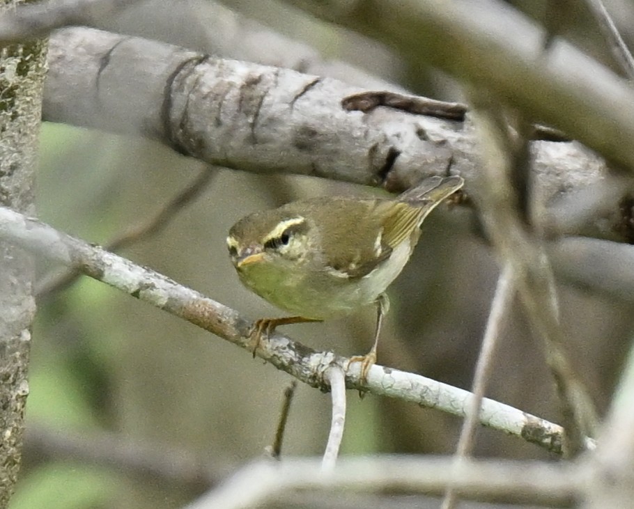 Пеночка-таловка - ML647173882