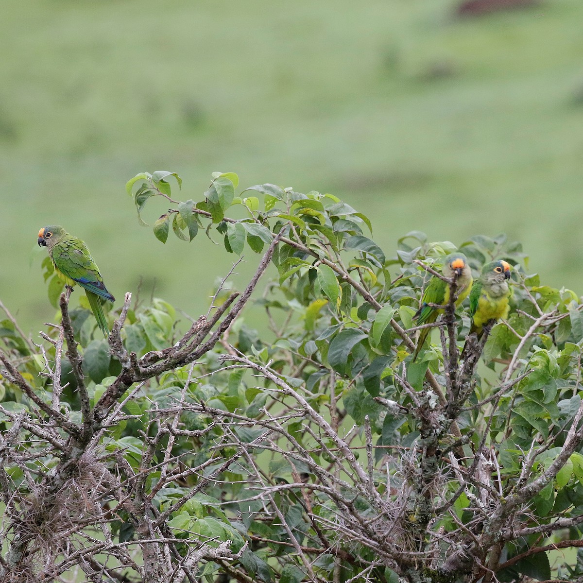 Peach-fronted Parakeet - ML647173883