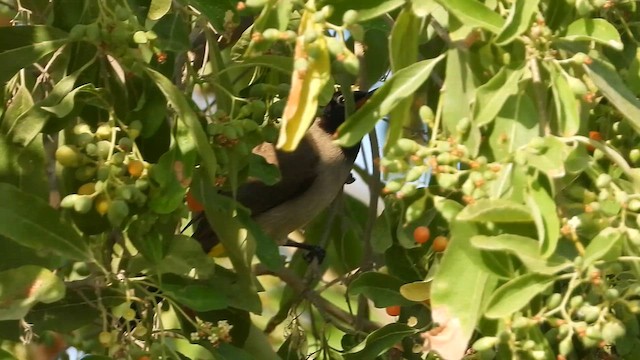 White-spectacled Bulbul - ML647173886