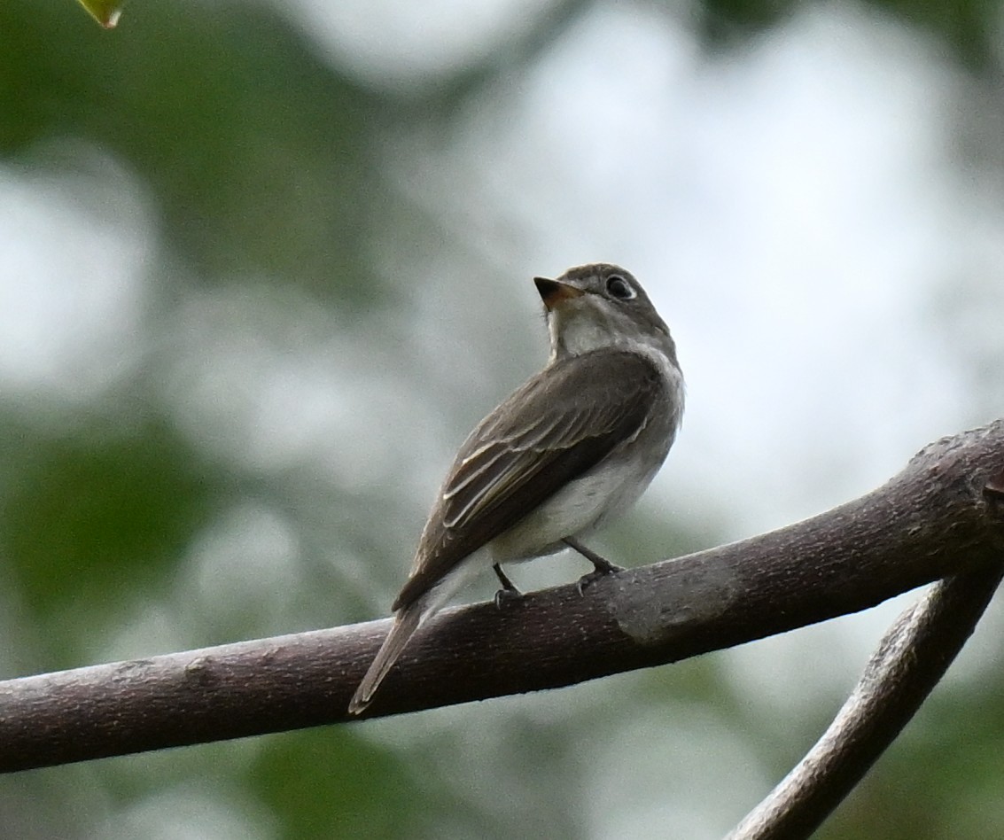 Ширококлювая мухоловка - ML647173900