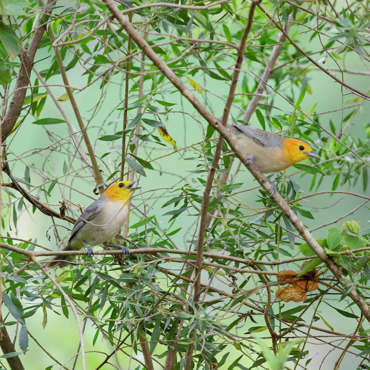 Orange-headed Tanager - ML647173902