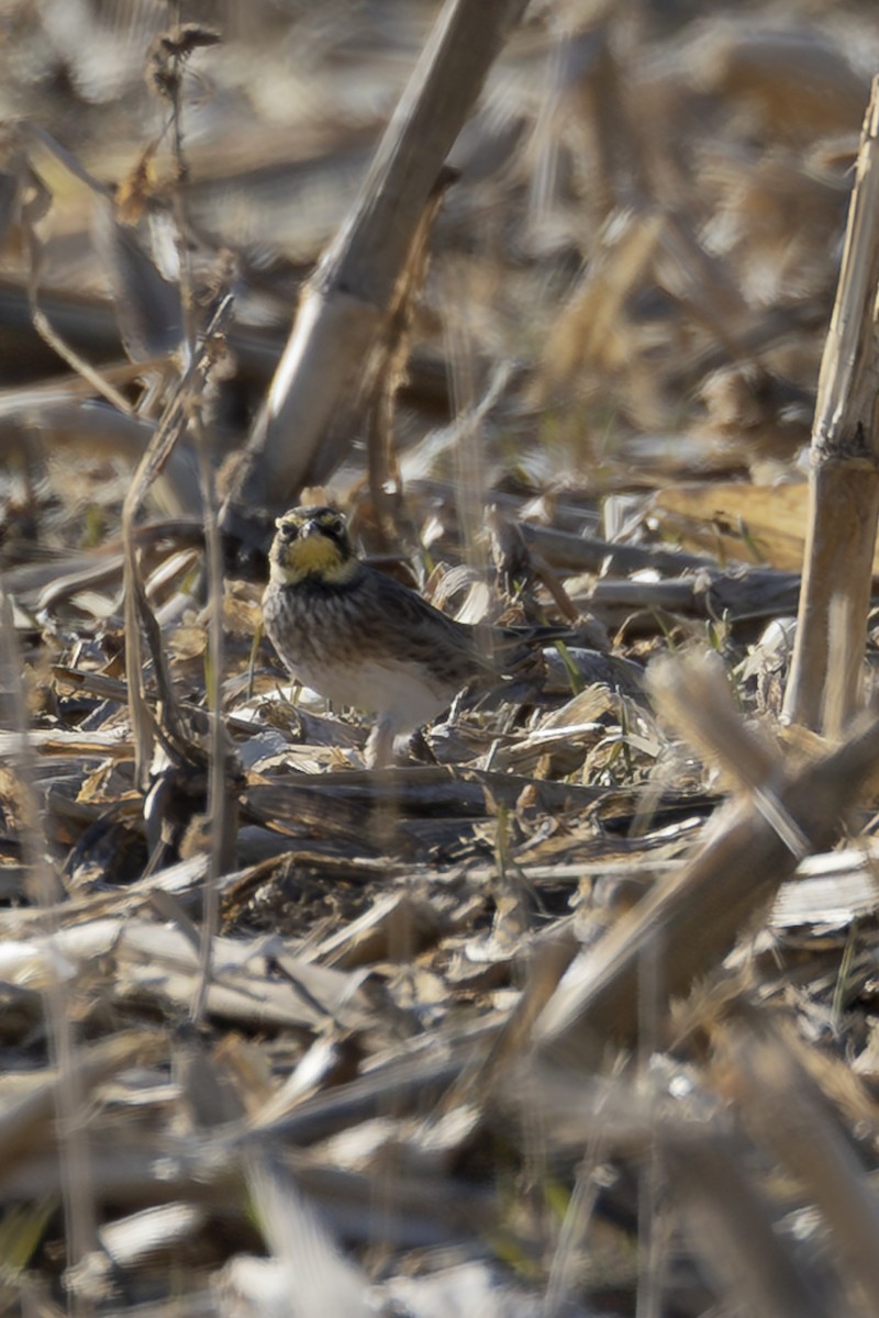 Horned Lark - ML647173904