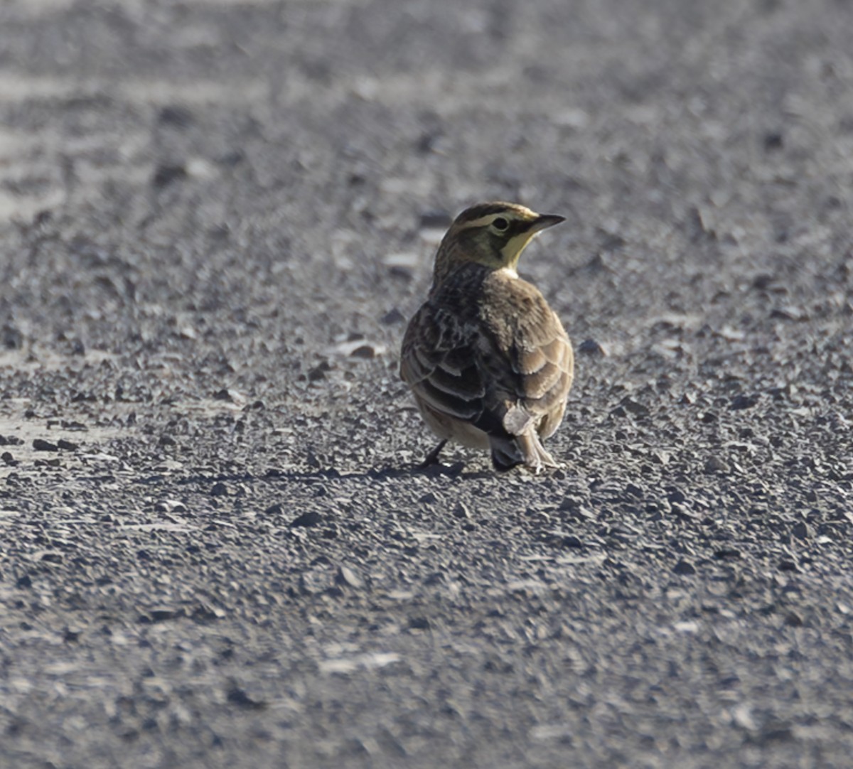Horned Lark - ML647173905