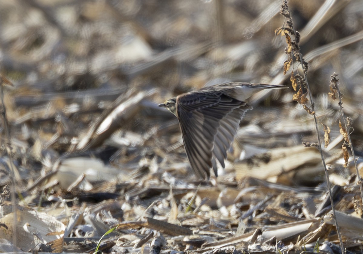 Horned Lark - ML647173906