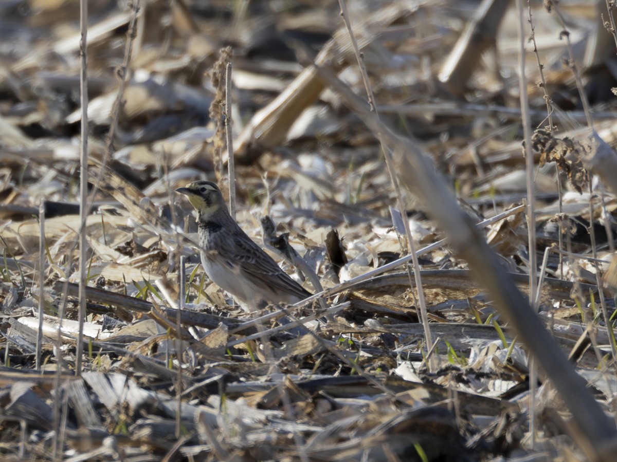 Horned Lark - ML647173907